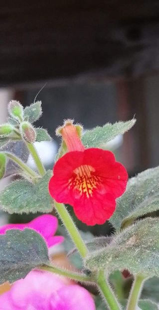  - X2 Achimenantha Dutch Treat - deea01