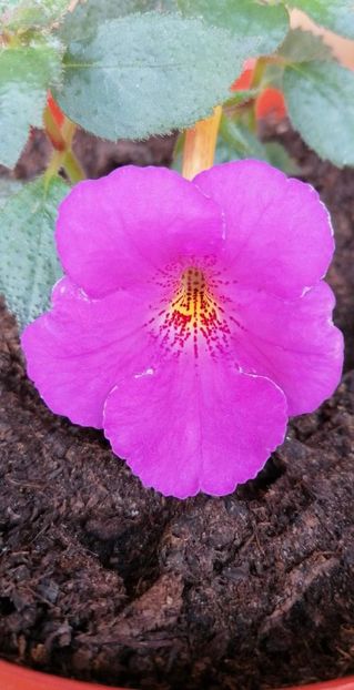  - Extravavanza-deea01