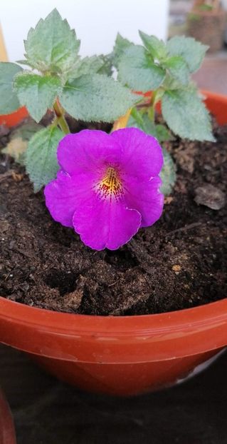  - Extravavanza-deea01