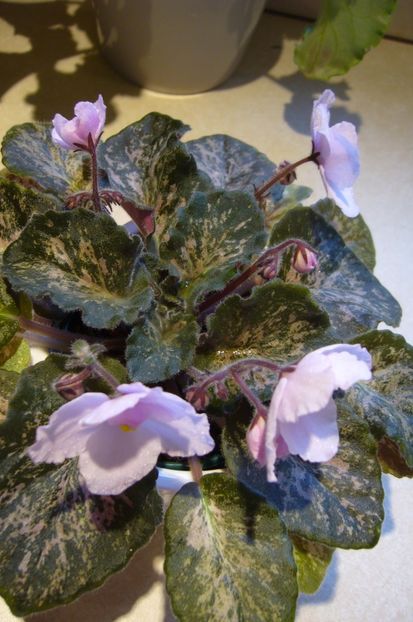 Genetic Blush - AAA Provizoriu