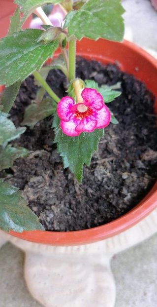  - Petite Marquise -erika 76