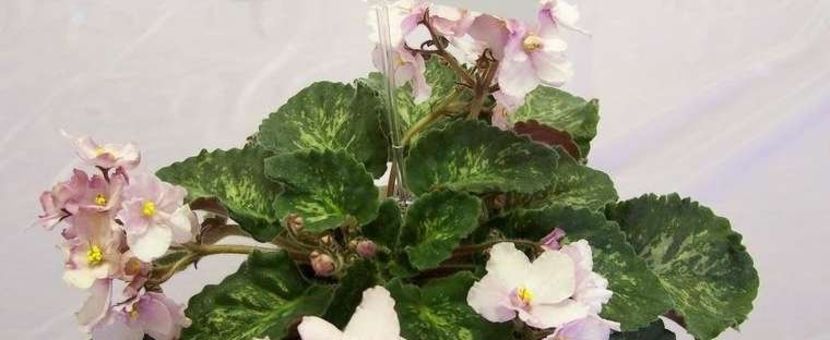 poza net - Genetic Blush