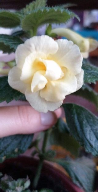  - X2 Achimenantha Golden Bells- erika76