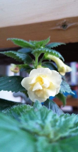  - X2 Achimenantha Golden Bells- erika76