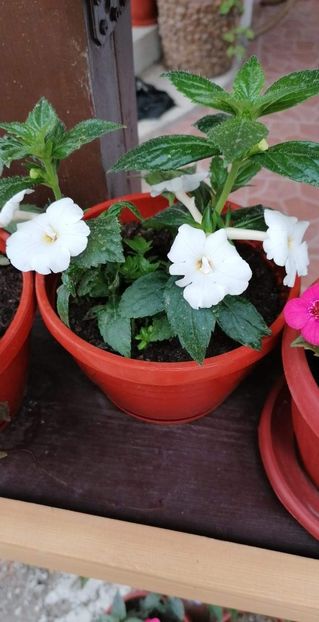  - X2 Achimenanta Aries-erika 76