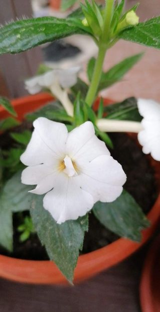  - X2 Achimenanta Aries-erika 76