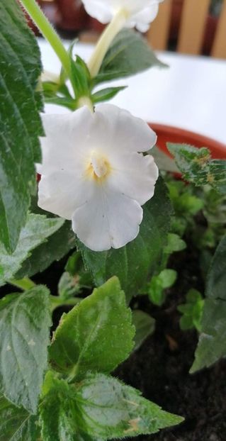  - X2 Achimenanta Aries-erika 76