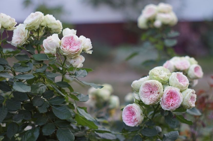  - Septembrie 2019- septembrie 2020