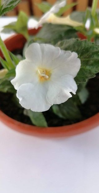  - X2 Achimenanta Aries-erika 76