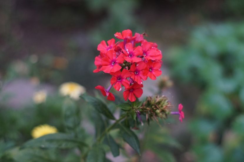  - Septembrie 2019- septembrie 2020