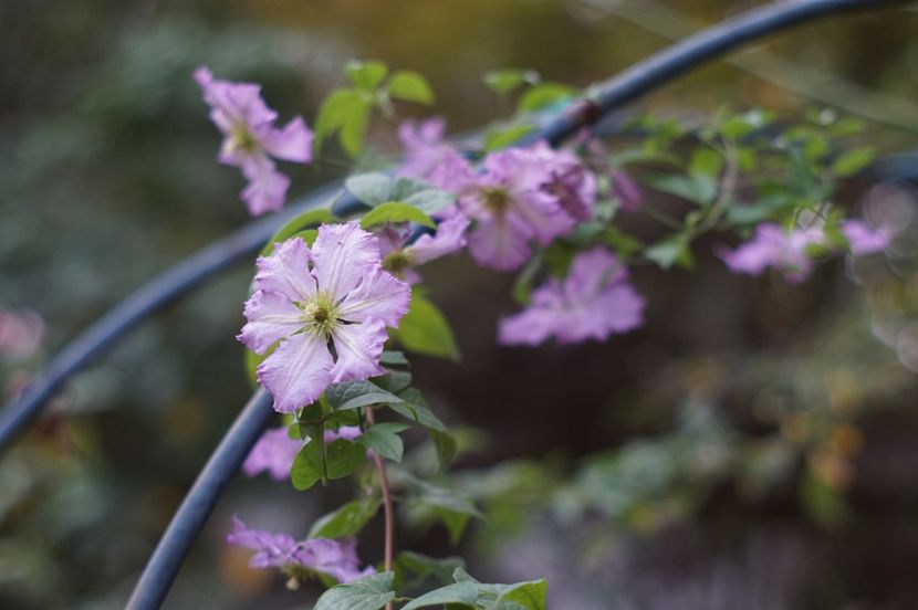  - Septembrie 2019- septembrie 2020