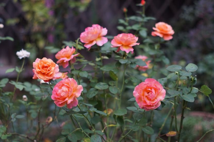  - Septembrie 2019- septembrie 2020