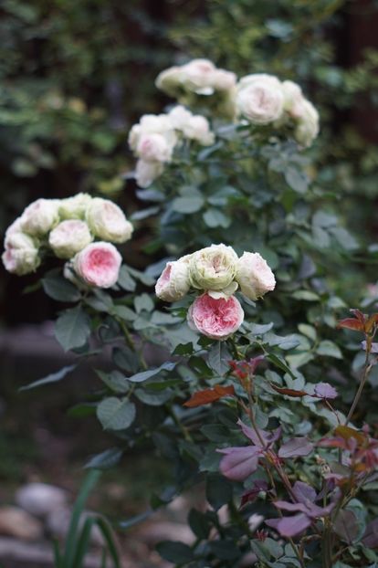  - Septembrie 2019- septembrie 2020