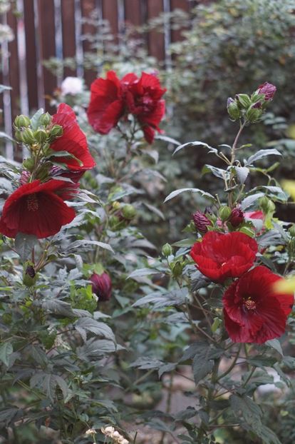  - Hibiscus de gradina