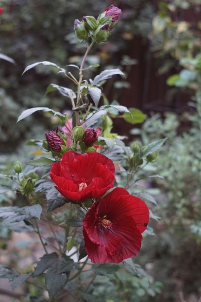  - Septembrie 2019- septembrie 2020