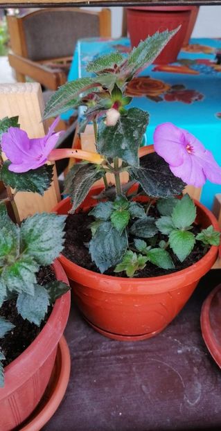  - Klaus Neubner-nataliadinca