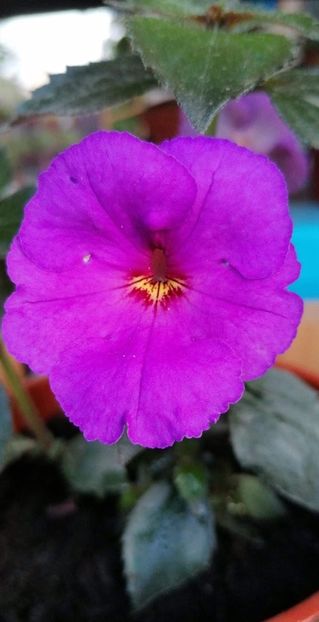  - Klaus Neubner-nataliadinca