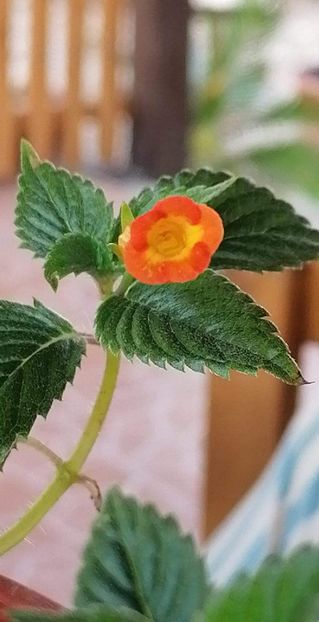  - Heterophylla-deea01