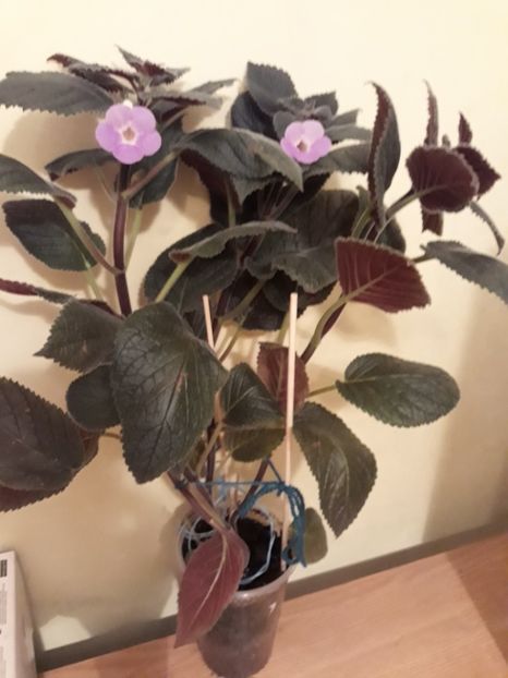  - R19 - Tyche xachicodonia