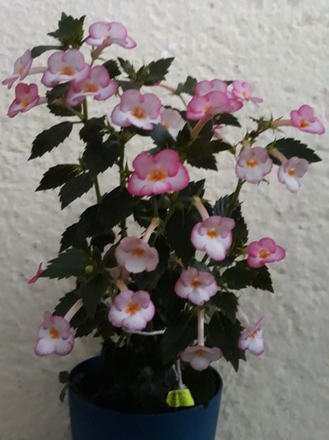  - 001 2021 - Ivory Blush