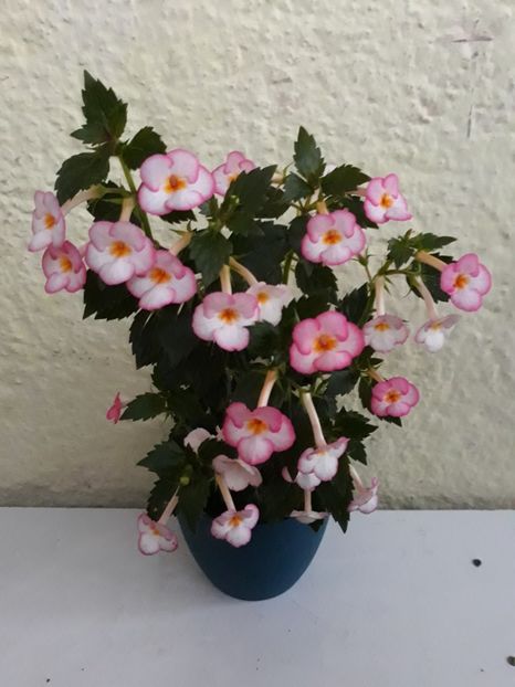  - 001 2021 - Ivory Blush