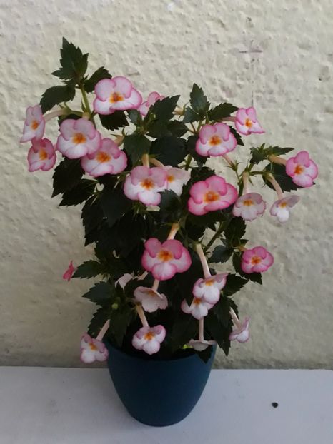  - 001 2021 - Ivory Blush