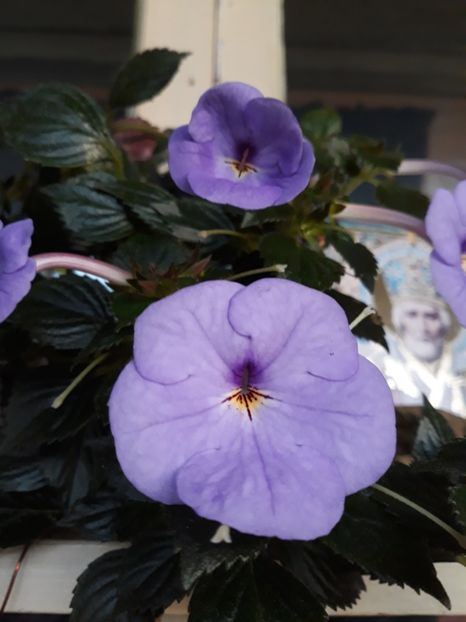  - R20 - Forget Me Not