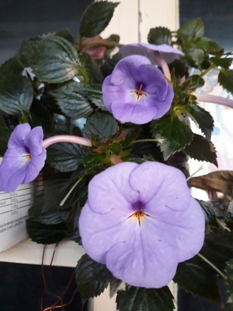  - R20 - Forget Me Not