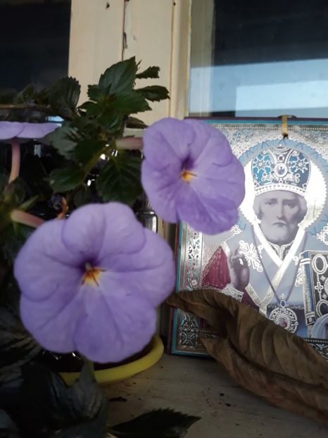  - R20 - Forget Me Not