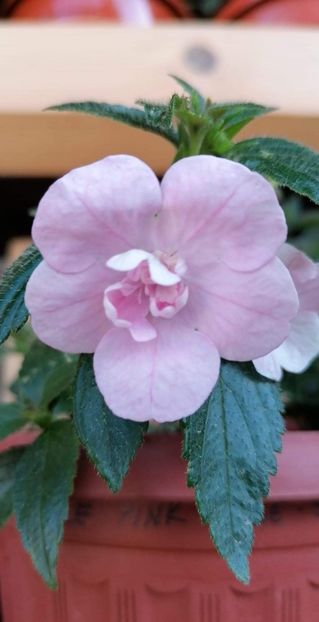  - Double Pink Rose- sylvia