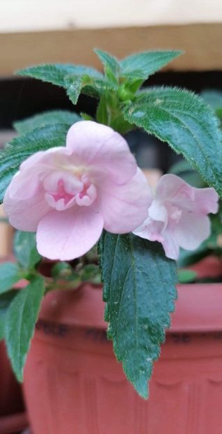  - Double Pink Rose- sylvia