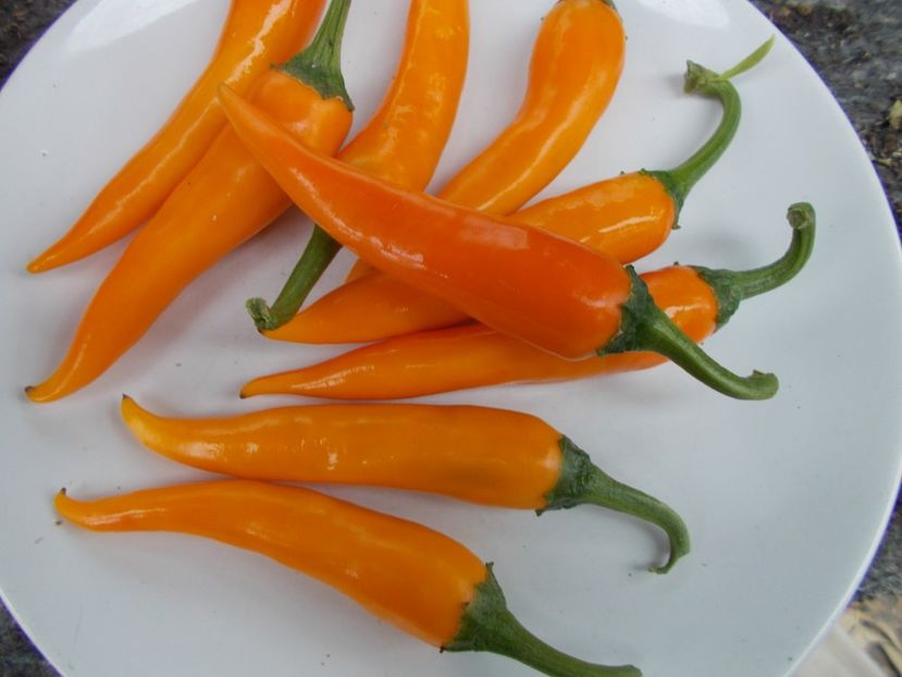  - SEMINTE ARDEI IUTE - AI 33 SIPKA LIUTEA - NEIZOLAT