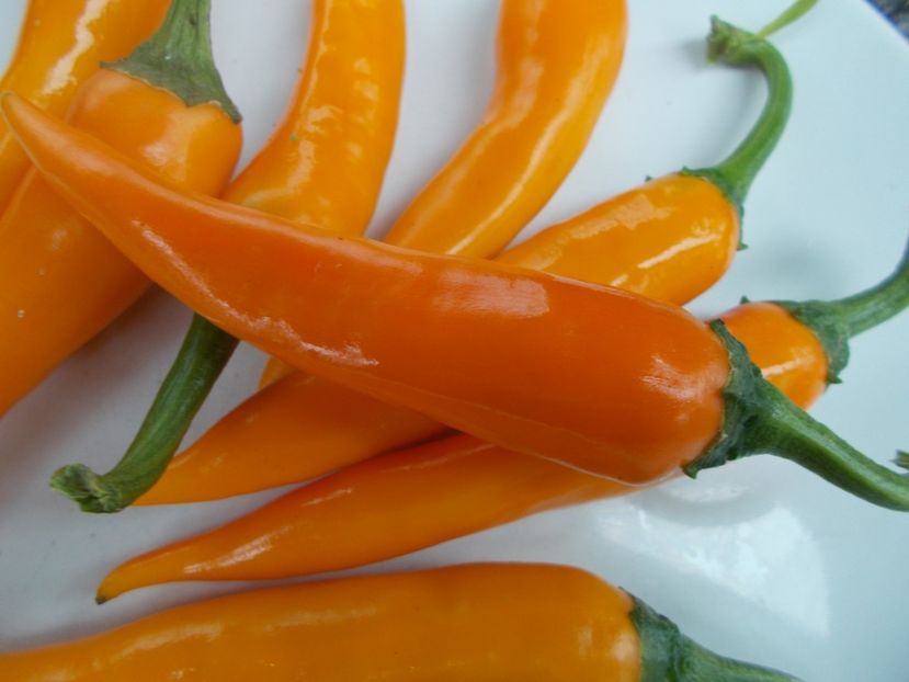  - SEMINTE ARDEI IUTE - AI 33 SIPKA LIUTEA - NEIZOLAT