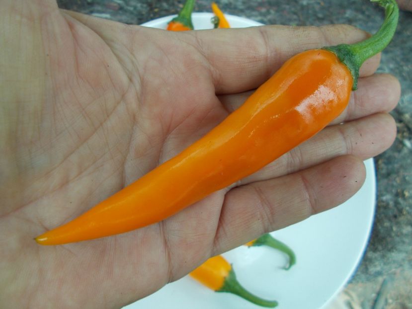  - SEMINTE ARDEI IUTE - AI 33 SIPKA LIUTEA - NEIZOLAT