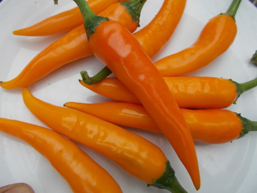  - SEMINTE ARDEI IUTE - AI 33 SIPKA LIUTEA - NEIZOLAT