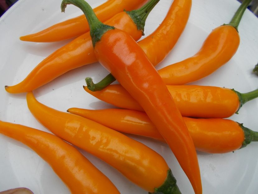  - SEMINTE ARDEI IUTE - AI 33 SIPKA LIUTEA - NEIZOLAT