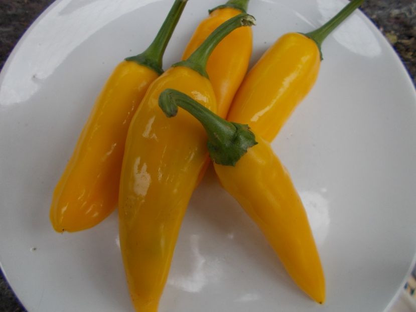  - SEMINTE ARDEI IUTE - AI 32 JULTI RIBKI - NEIZOLAT