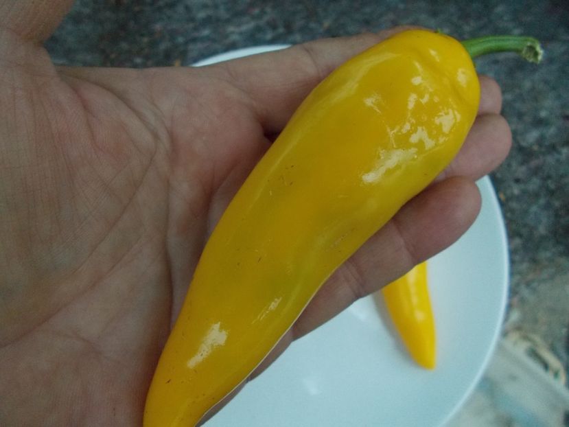  - SEMINTE ARDEI IUTE - AI 32 JULTI RIBKI - NEIZOLAT