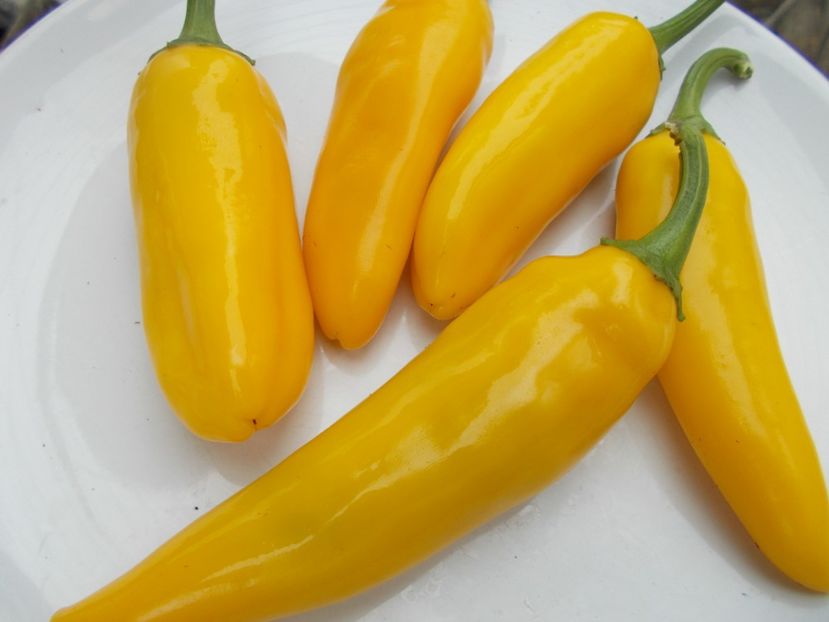  - SEMINTE ARDEI IUTE - AI 32 JULTI RIBKI - NEIZOLAT