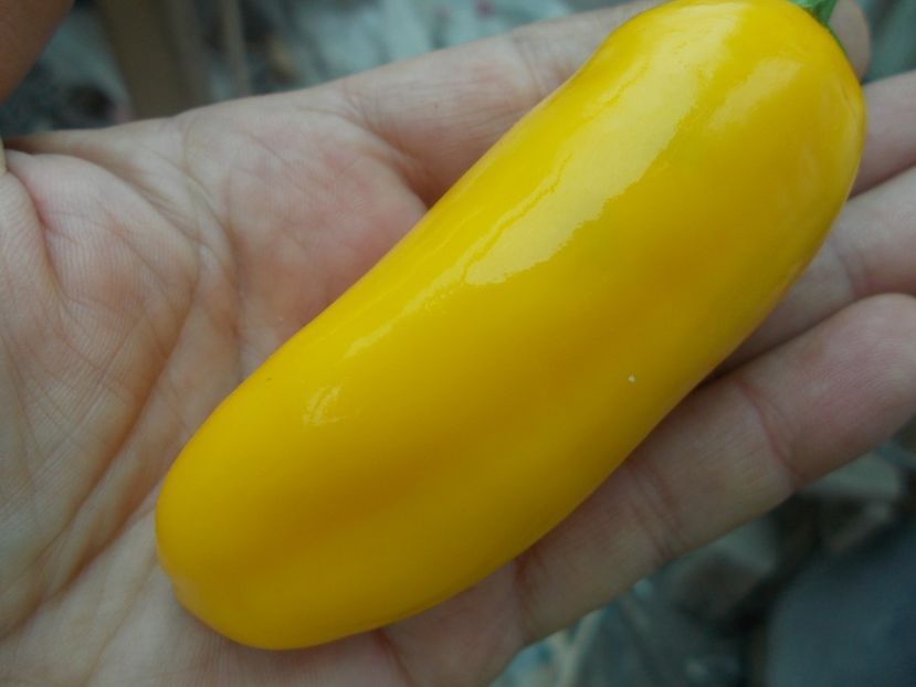  - SEMINTE ARDEI IUTE - AI 32 JULTI RIBKI - NEIZOLAT