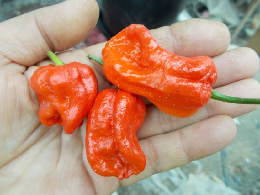  - Z SEMINTE ARDEI IUTE - BHUTLAH CHOCOLAT - RED- FRANCIS ????????? AI 61