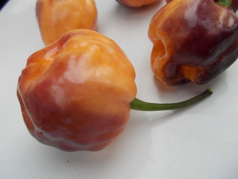  - SEMINTE ARDEI IUTE - AI 56 CGN 21500 - NEIZOLAT