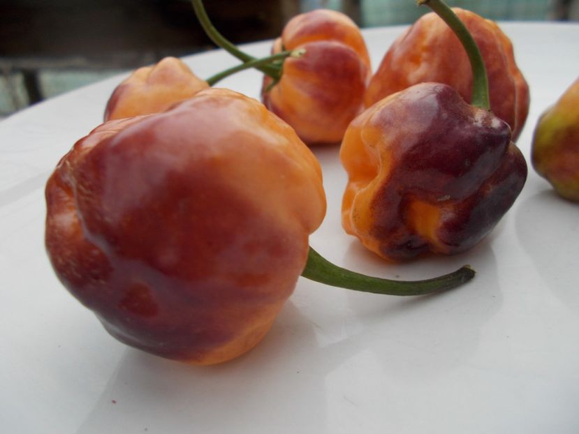  - SEMINTE ARDEI IUTE - AI 56 CGN 21500 - NEIZOLAT