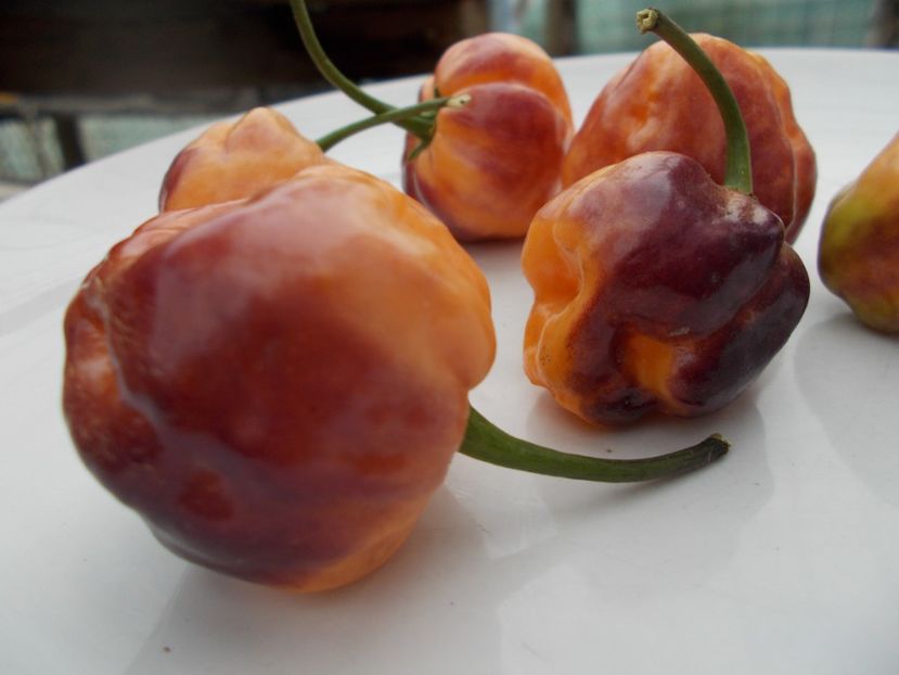  - SEMINTE ARDEI IUTE - AI 56 CGN 21500 - NEIZOLAT