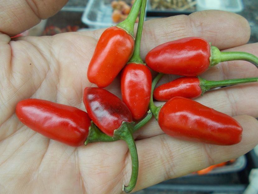  - SEMINTE ARDEI IUTE - AI 47 MAGIRO - NEIZOLAT