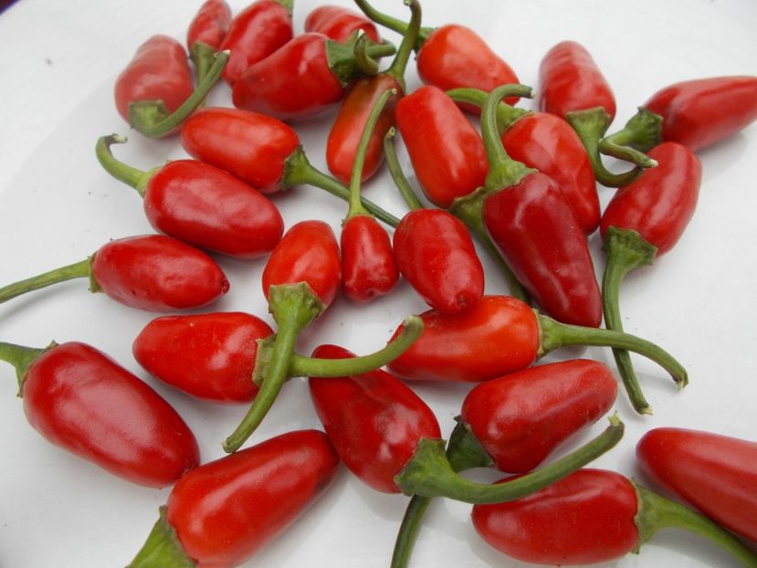  - SEMINTE ARDEI IUTE - AI 47 MAGIRO - NEIZOLAT