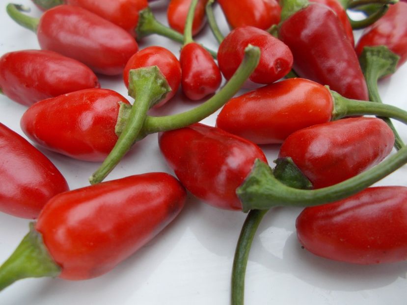  - SEMINTE ARDEI IUTE - AI 47 MAGIRO - NEIZOLAT