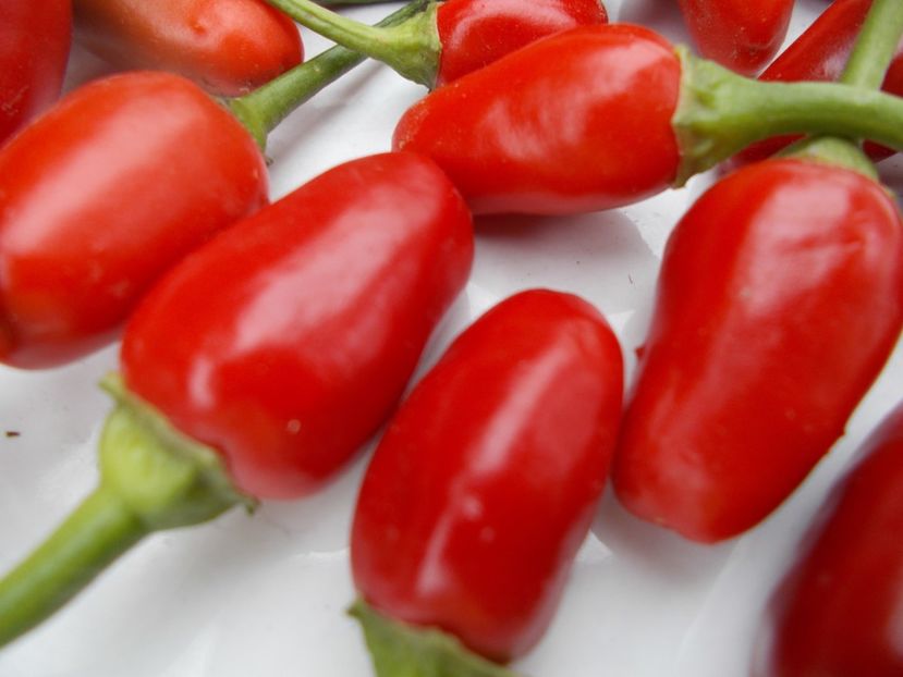  - SEMINTE ARDEI IUTE - AI 47 MAGIRO - NEIZOLAT