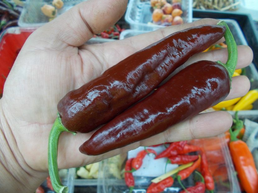  - SEMINTE ARDEI IUTE - AI 38 ETIOPIAN BROWN - NEIZOLAT