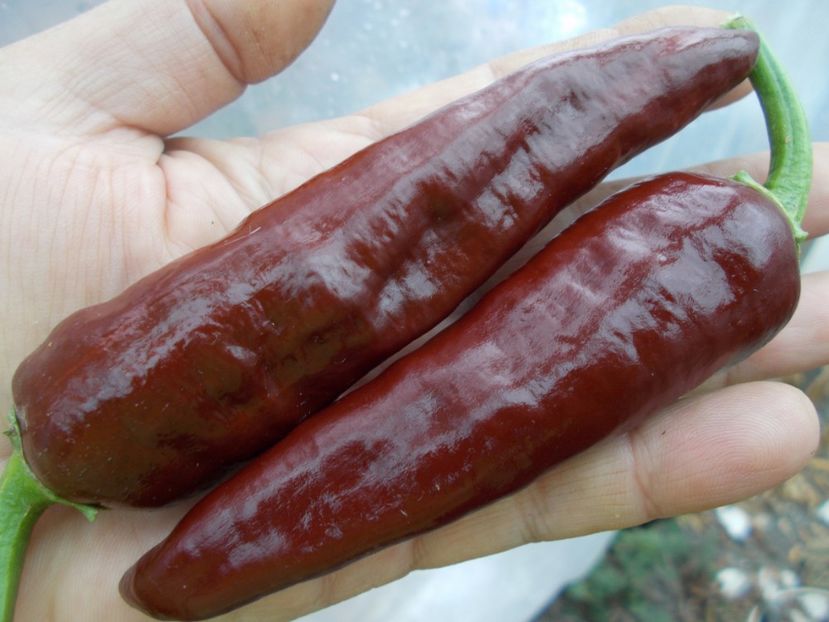  - SEMINTE ARDEI IUTE - AI 38 ETIOPIAN BROWN - NEIZOLAT